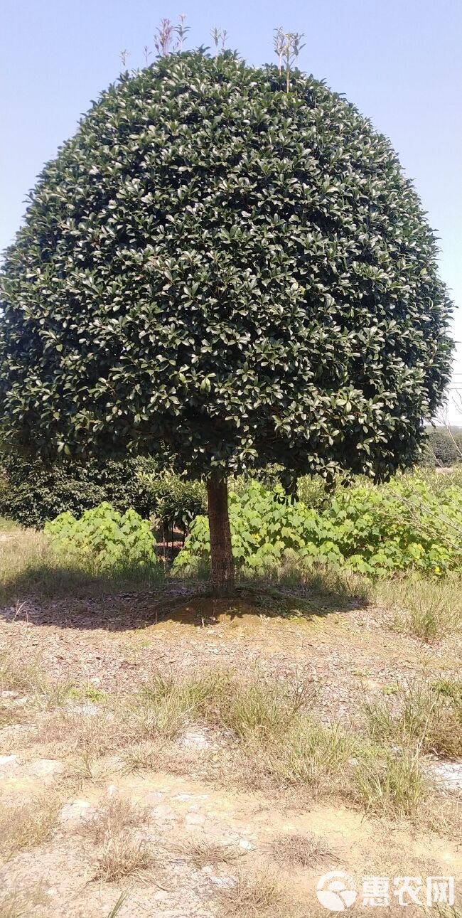 桂花树，高杆金桂大量出售