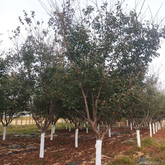 邳州市广州樱 基地各种规格樱花欢迎实地考察洽谈合作！