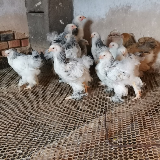 嘉祥县 婆罗门鸡梵天鸡大型婆罗门观赏鸡青年婆罗门鸡脱温婆罗门观赏鸡