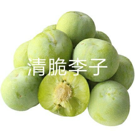 平邑县青脆李苗 青脆李 嫁接青脆李子树苗 早熟清脆李苗 晚熟青翠李 高产青脆