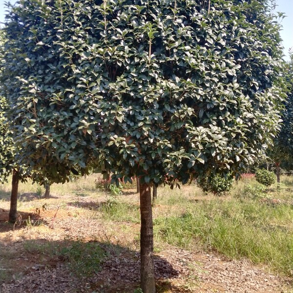 桂花树，高杆金桂大量出售