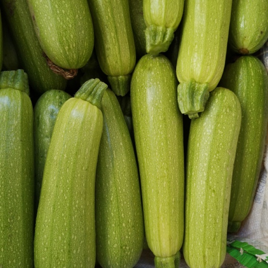 云南精品西葫芦大量上市，欢迎选购