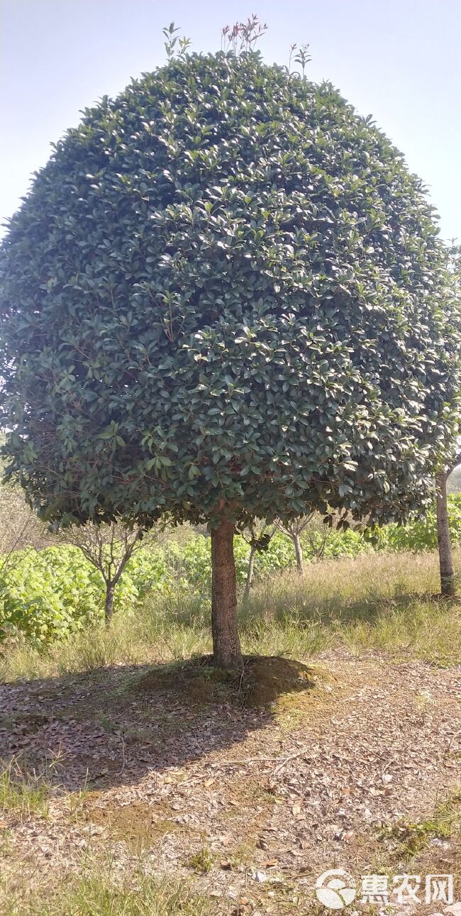 桂花树，高杆金桂大量出售