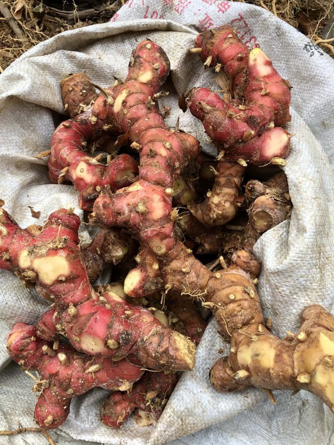 湛江野生南姜（山姜头）大量发货