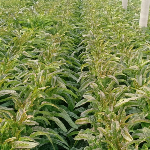 沂南县红尖叶莴苣  精品莴苣大量上市中，欢迎有需要的老板联系。.........