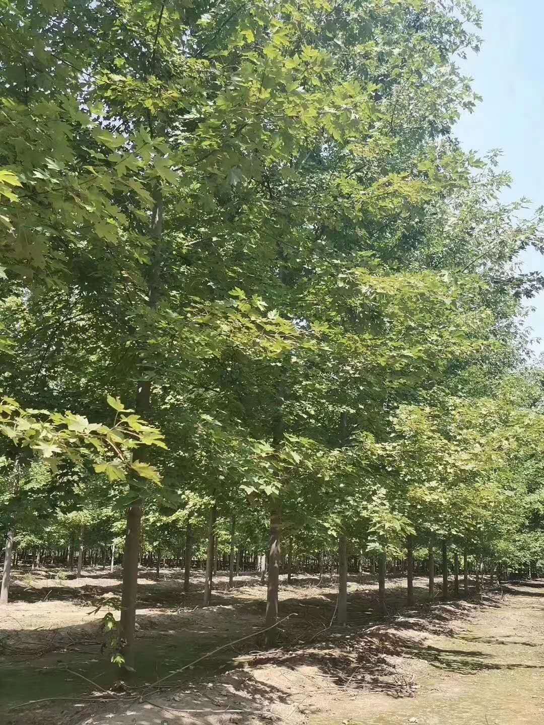  美国红枫秋火焰