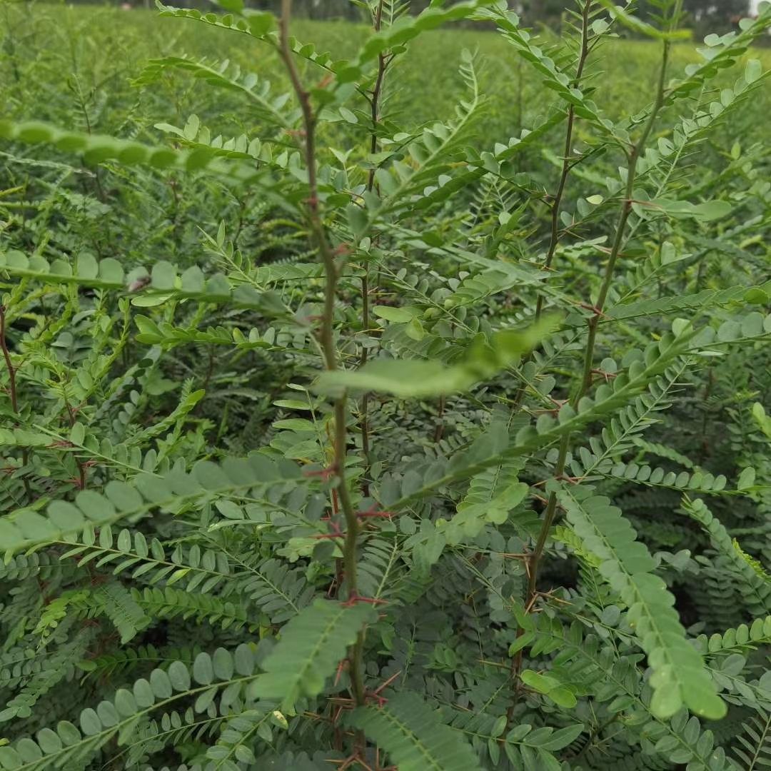 [大刺皂角树批发]大刺皂角树 一年生皂角苗,高度50公分,基地直供