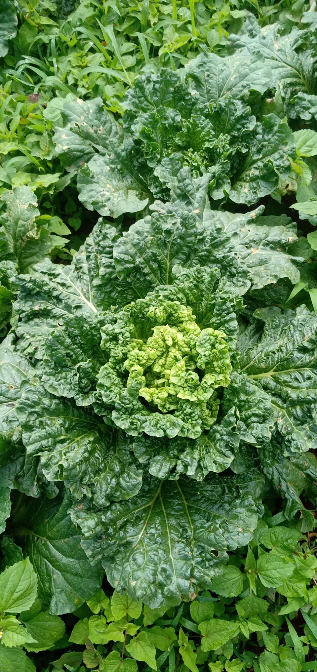 青麻叶大白菜  威宁高山冷凉蔬菜秋录麻叶菜