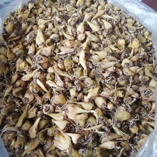 福贡县白芷 白芨   冰球子