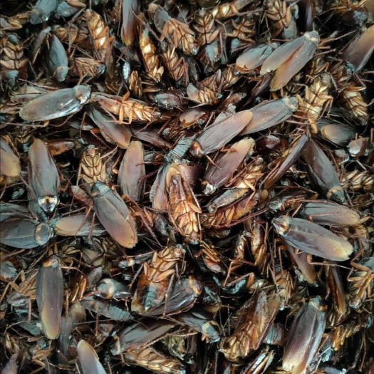 昆明美洲大蠊  大量长期供应蟑螂膏，美洲大廉膏，康复新