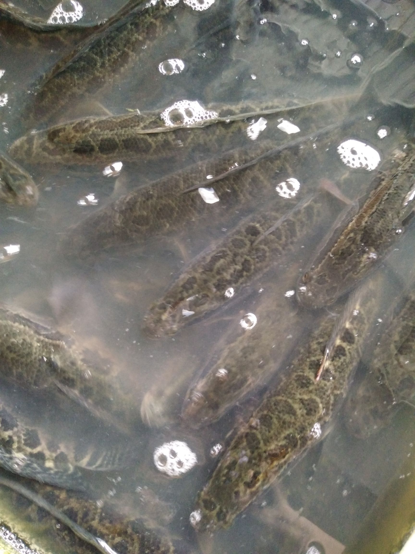 池塘鲫鱼 渔场直销四大家鱼垂钓成品用鱼及各种高档鱼苗等...