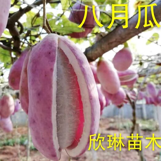 平邑县 无籽八月瓜苗盆栽地栽紫色九月炸香蜜瓜苗当年结果牛卵坨爬藤果苗