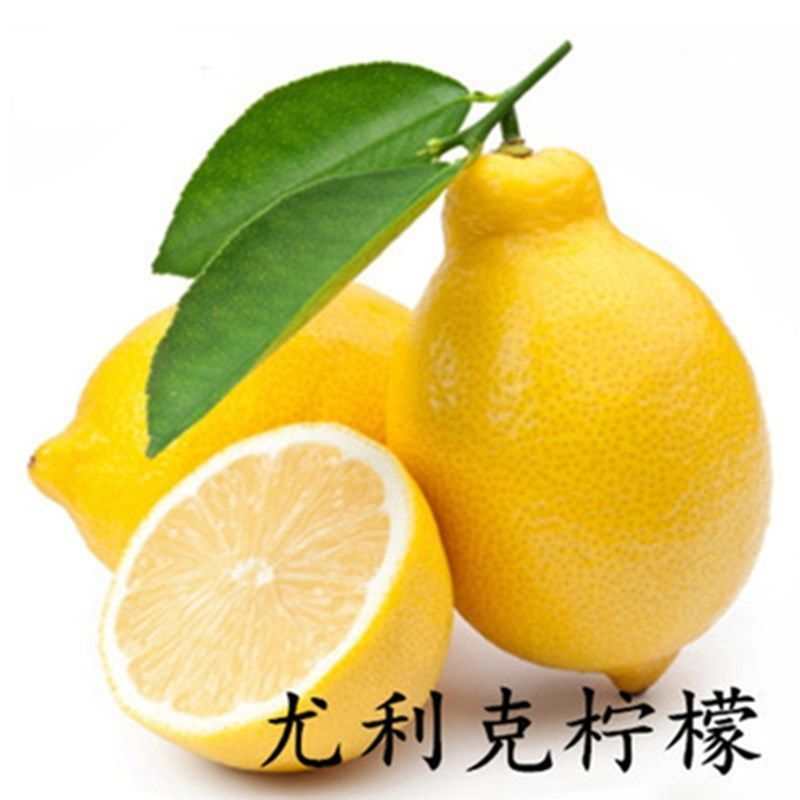 香水柠檬苗 黄柠檬青柠檬香水柠檬带花带果