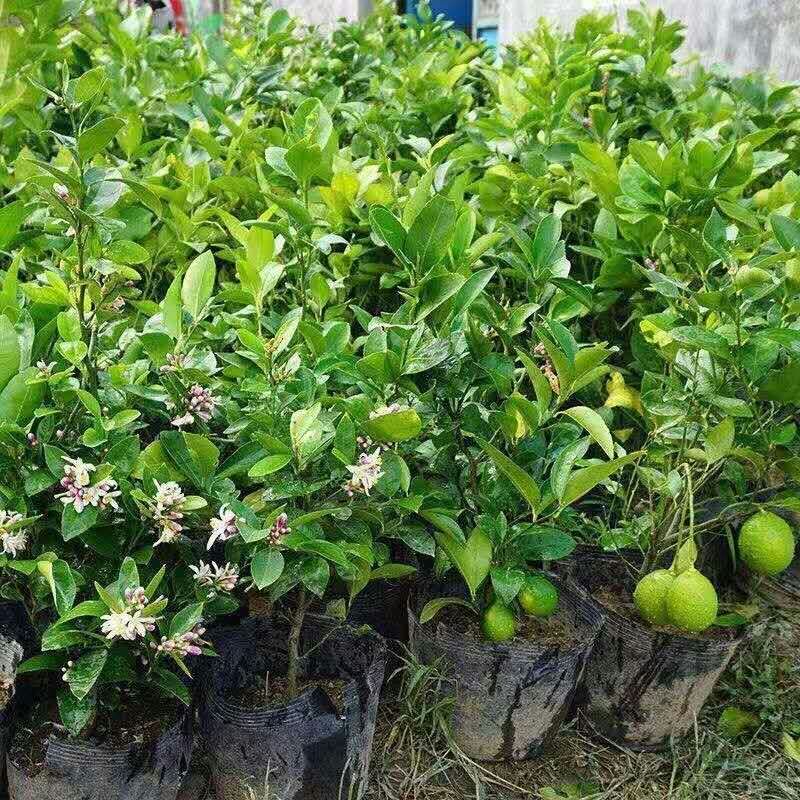 香水柠檬苗 黄柠檬青柠檬香水柠檬带花带果