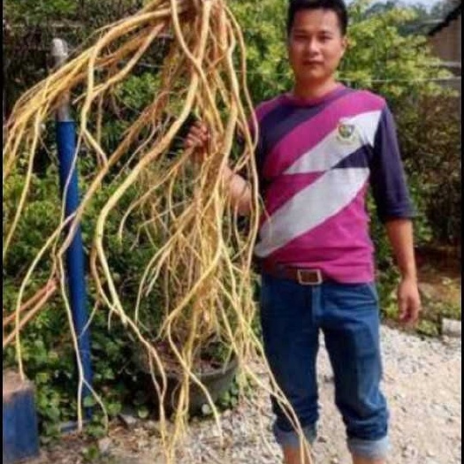 灵山县五指毛桃苗