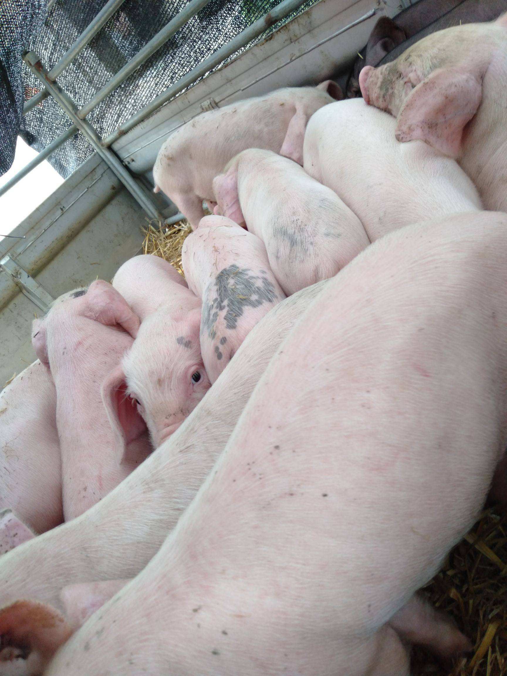 杂交猪 长太二元母猪 产仔量高 适应能力强 温顺好养