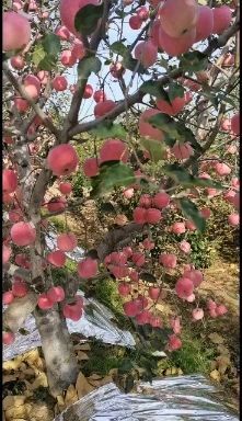  大量供应辽南地区红富士苹果