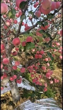 营口 大量供应辽南地区红富士苹果