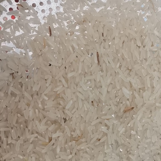 博罗县美香占2号稻谷  美香粘
