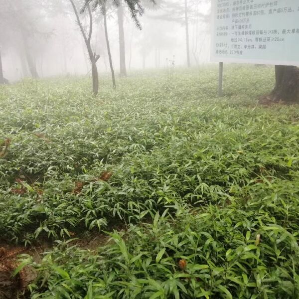 刺竹苗  刺竹裸根苗