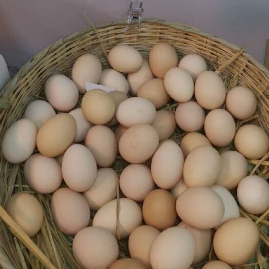 泗阳县普通鸡蛋 食用 散装 