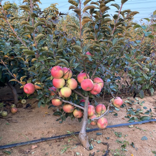 平邑县鲁丽苹果苗冰糖心苗圃直销现挖现发量大优惠可签合同