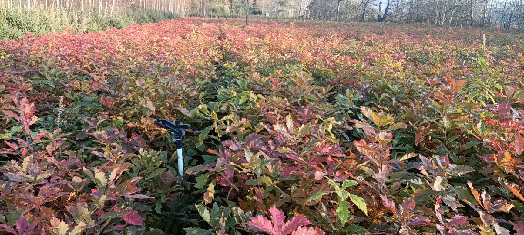 1384244蒙古栎杯苗，蒙古栎小苗，4411哪有卖蒙古栎苗