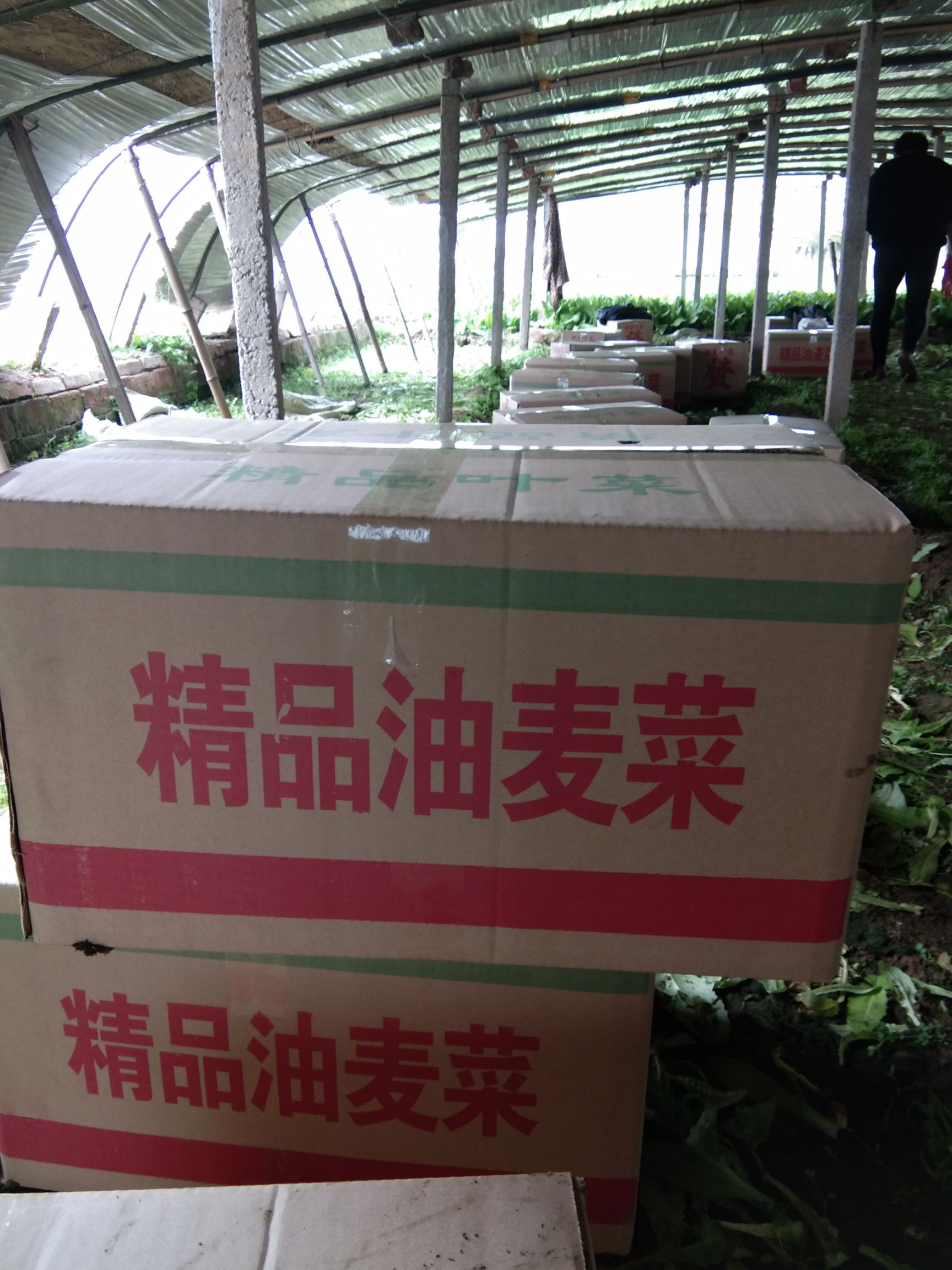 美冠油麦菜  精品油麦菜，质量杠杠的，价格还实惠，