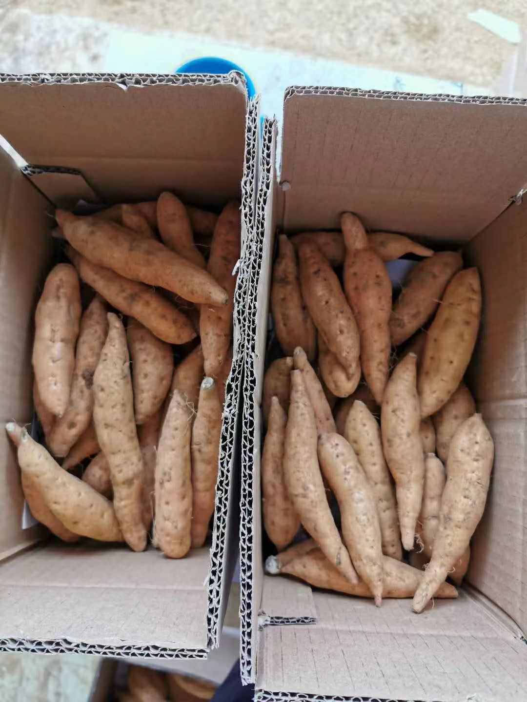  贵州安顺紫云红心红薯