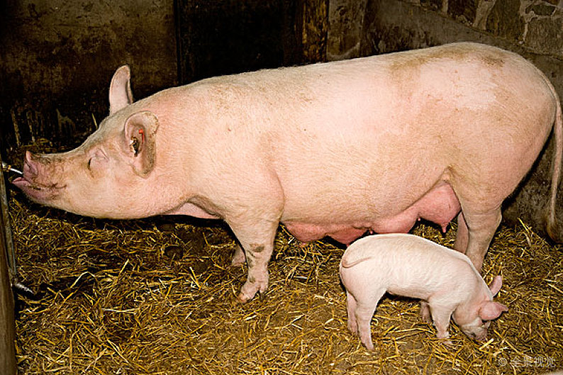 长白猪长白母猪买6头母猪送一头公猪品种纯正全国包邮