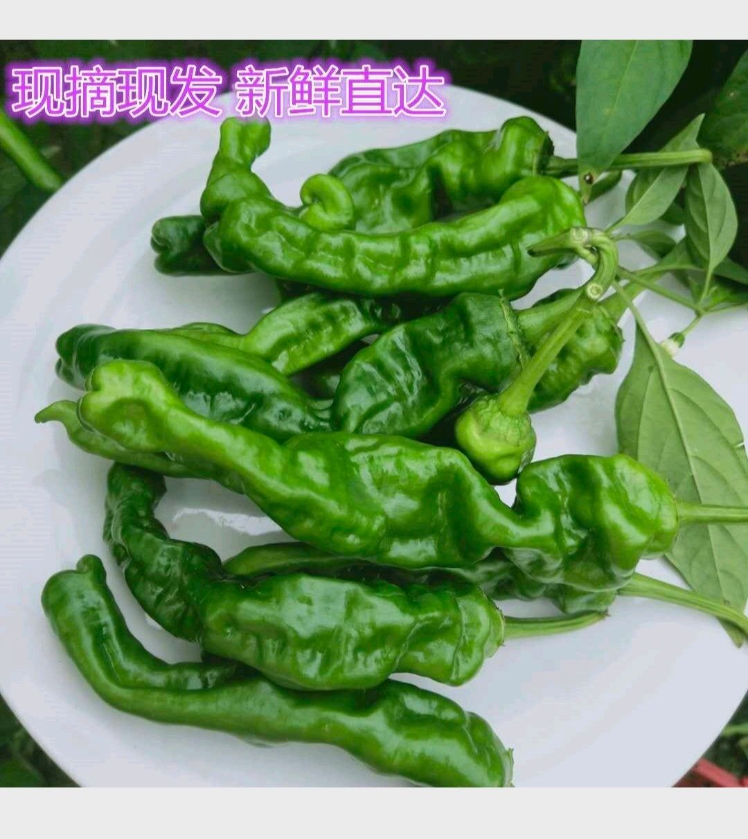 薄皮椒  新鲜薄皮芜湖辣椒自产自销现摘现发