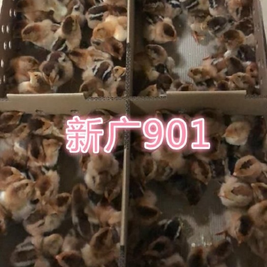 眉山新广K901鸡苗 麻黄K9鸡苗 882鸡苗批发麻黄K902鸡