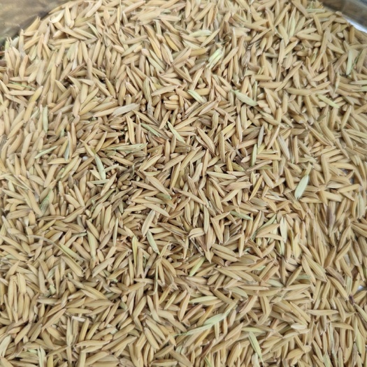 博罗县籼稻谷  象牙粘，美香粘，软粘，黄花粘，百香，竹香，19香等等优质谷，