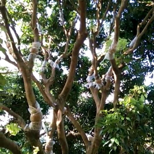 广州桂味荔枝  占地高压荔枝苗，桂味，妃子笑。。