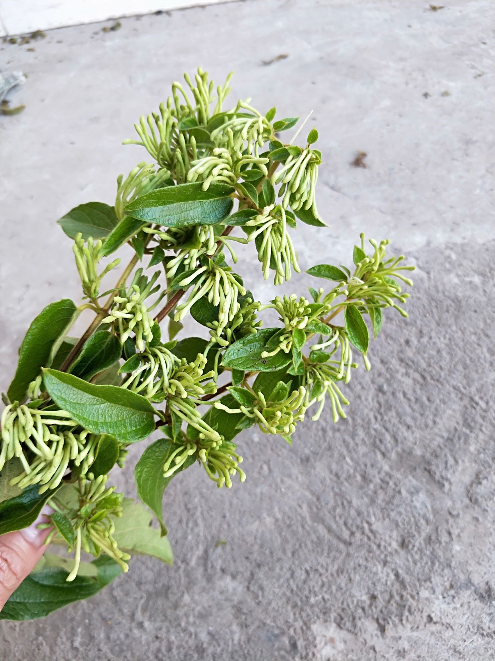 金银花茶与金银花统货