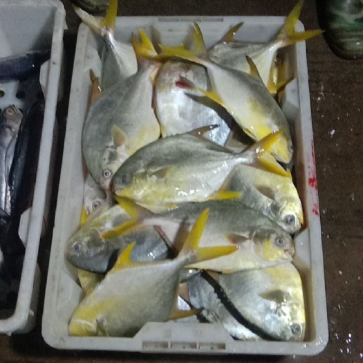 防城港金枪鱼  生猛金苍鱼