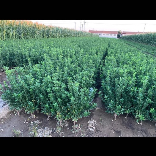 招远市北海道冬青 真正北方营养土栽培的绿化好苗木，耐寒耐旱
