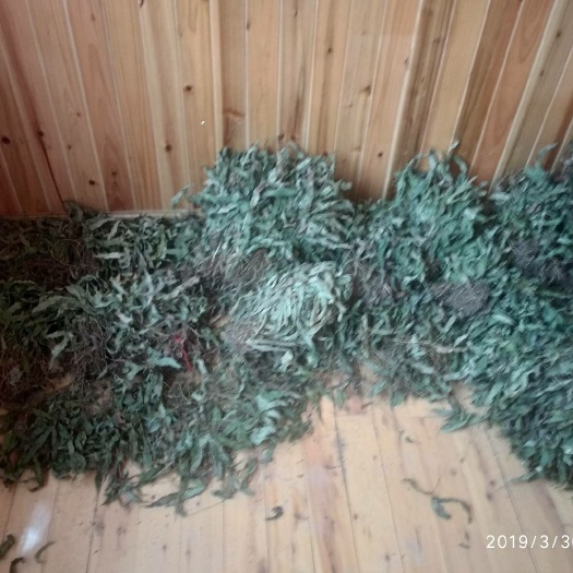石阡县贵州铜仁无硫中药材金鸡脚干货鸭脚草干品鸭跖草产地直发