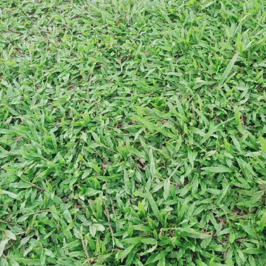 广州大叶油草