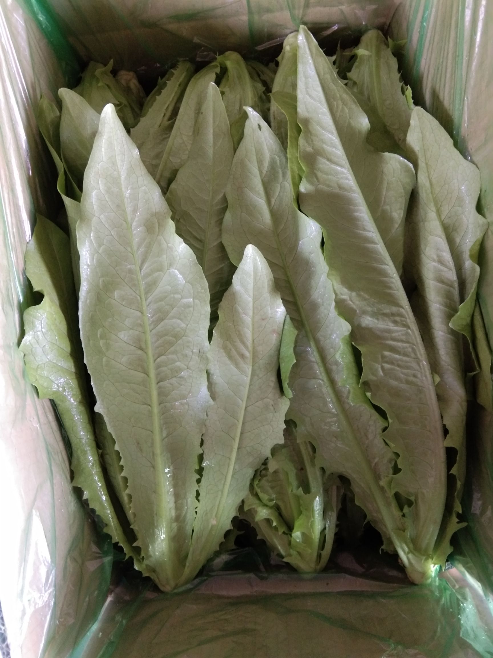美冠油麦菜  精品油麦菜，质量杠杠的，价格还实惠，