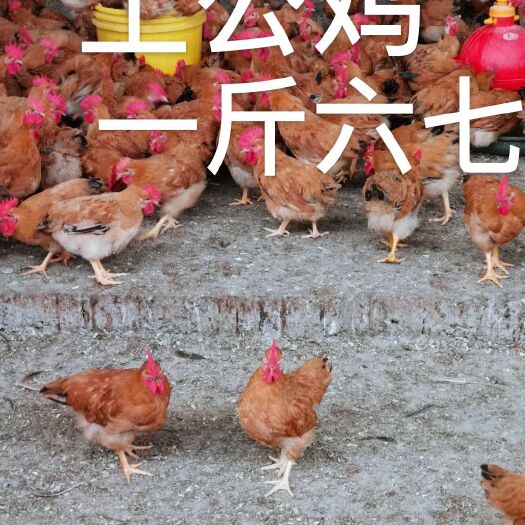 南宁土鸡苗 土公鸡