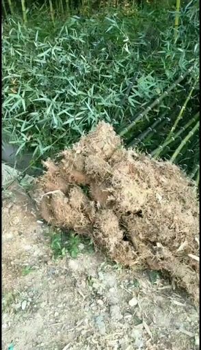 杭州，高节竹苗（羊毛竹苗）黑哺鸡竹苗。