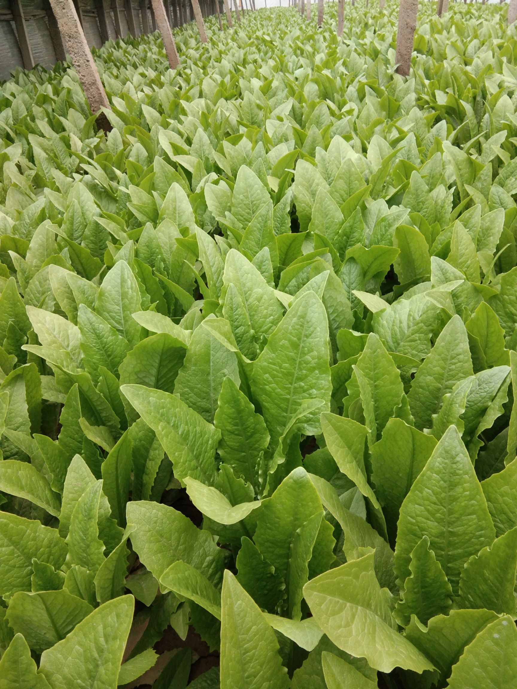 美冠油麦菜  精品油麦菜，质量杠杠的，价格还实惠，