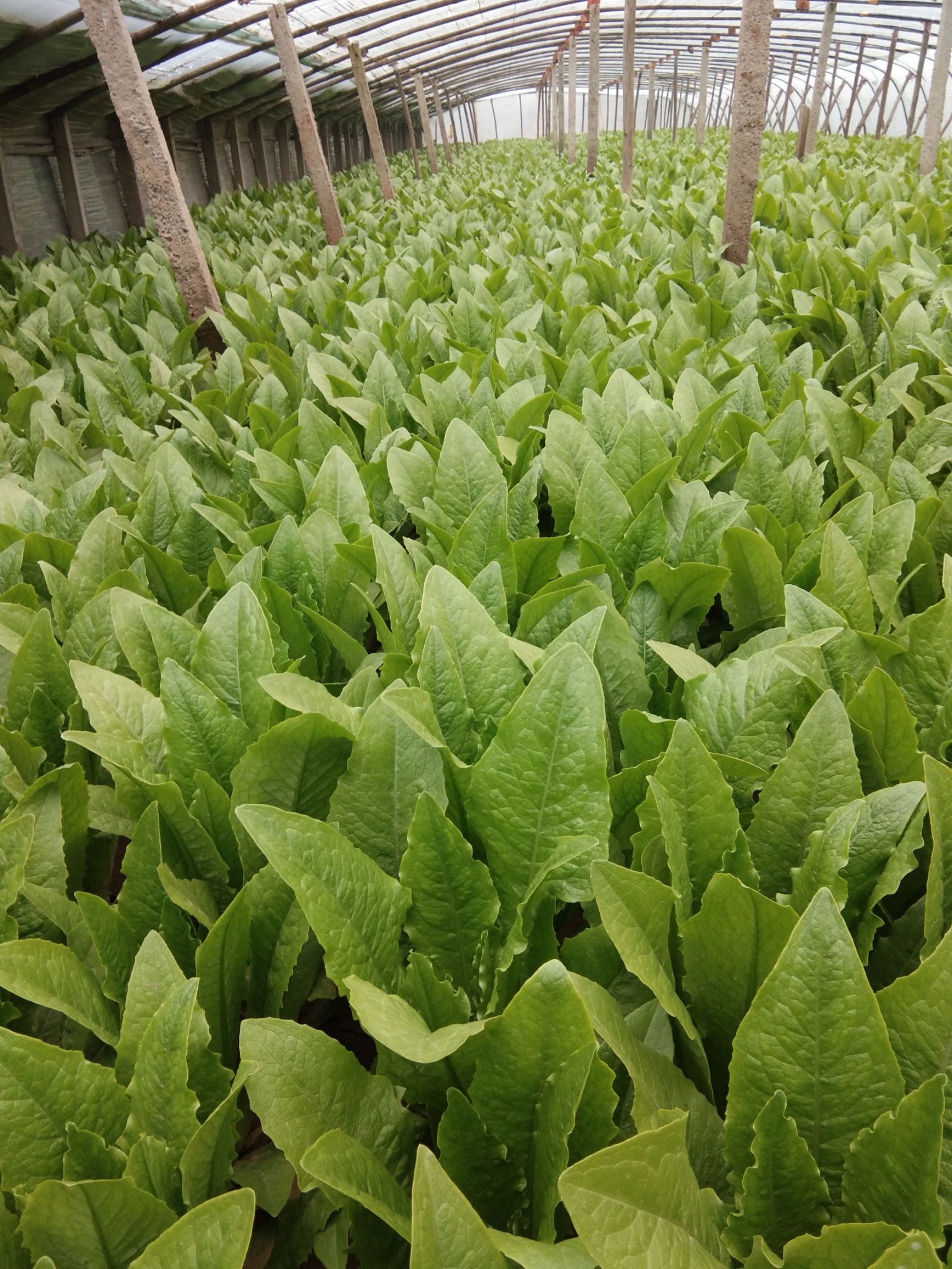 美冠油麦菜  精品油麦菜，质量杠杠的，价格还实惠，
