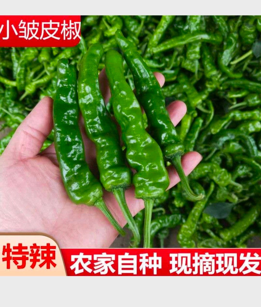 薄皮椒  新鲜薄皮芜湖辣椒自产自销现摘现发