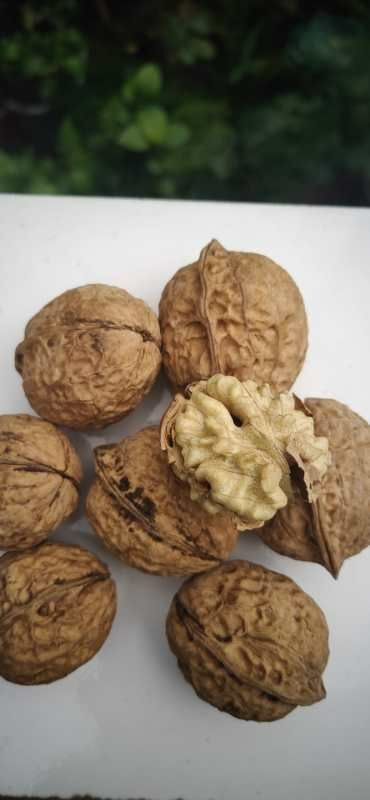 祥云县大理纸皮核桃  一捏就碎 自己种的核桃