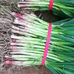禹州市红根蒜苗主产区，现货大量上市中，保质保量专业代办