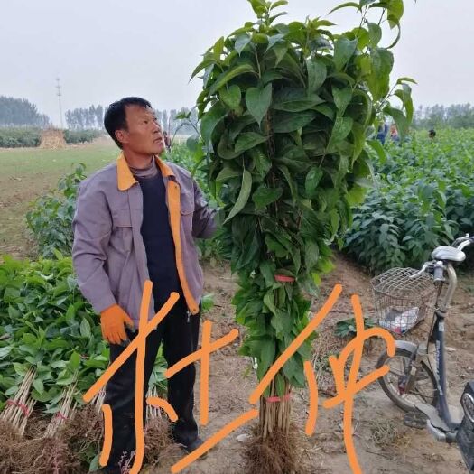 乐亭县杜仲苗  杜仲小苗