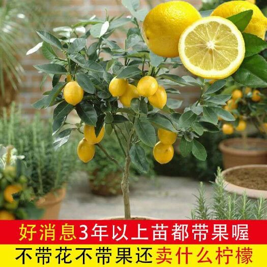 福州香水柠檬苗 黄柠檬青柠檬香水柠檬带花带果