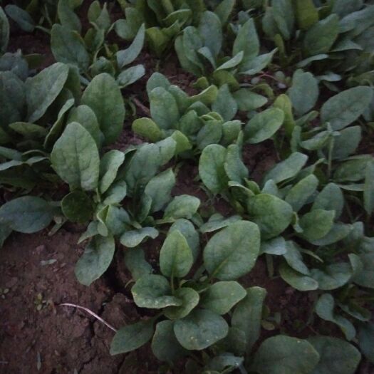 沛县大叶菠菜 江苏黑圆叶菠菜基地欢迎您